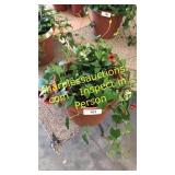 12 in black eyed Susan