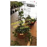 12 inch black eyed Susan