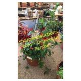 12 inch black eyed Susan