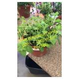 12 inch petunia planter