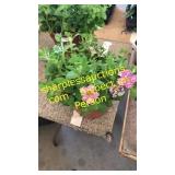 12 inch petunia planter