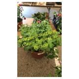 12 inch petunia planter