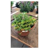 12 inch petunia planter
