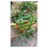 12 inch black eyed Susan