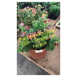 12 inch petunia planter