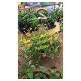 12 inch petunia basket