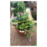 12 inch mixed planter