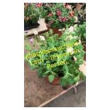 12 inch petunia planter
