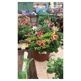 12 inch petunia planter