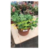 12 inch petunia planter