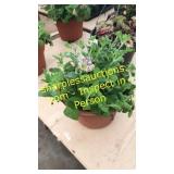 12 inch petunia planter