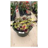 12 inch begonias basket