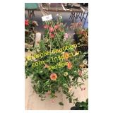 12 inch petunia basket