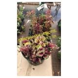 12 inch begonias basket