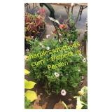 12 inch petunia planter