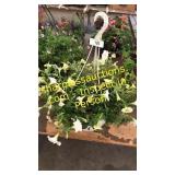 12 inch petunia planter