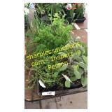 4 inch mixed herbs (QTY X 8)