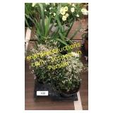 6 inch assorted annuals (QTY X 6)