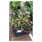 6 inch assorted annuals (QTY X 6)
