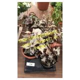 6 inch assorted annuals (QTY X 6)