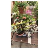 6 inch assorted annuals (QTY X 2)
