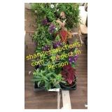 4 inch assorted annuals (QTY X 10)