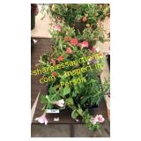 4 inch assorted annuals (QTY X 10)