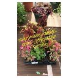 4 inch assorted annuals (QTY X 10)