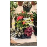 6 inch assorted annuals (QTY X 6)