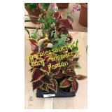 4 inch assorted annuals (QTY X 10)