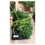 6 inch assorted annuals (QTY X 6)