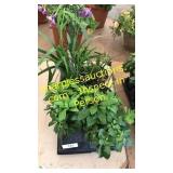 6 inch assorted annuals (QTY X 6)
