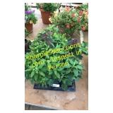 6 inch assorted annuals (QTY X 6)