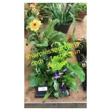 6 inch assorted annuals (QTY X 6)