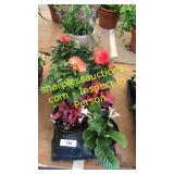 6 inch assorted annuals (QTY X 6)