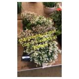 6 inch assorted annuals (QTY X 6)