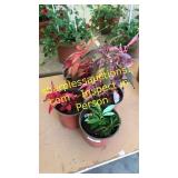 1 gallon annuals (QTY X 3)