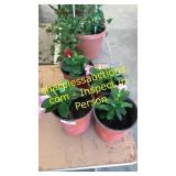 1 gallon annuals (QTY X 4)
