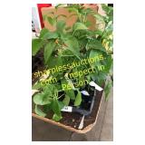 25 assorted pepper plants