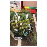 25 assorted thyme plants