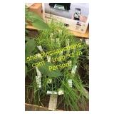 25 assorted chive plants