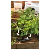 25 assorted pepper plants