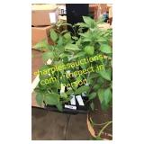25 assorted pepper plants
