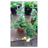 1 gallon yellow rose