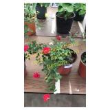 1 gallon red rose