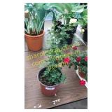 1 gallon orange rose