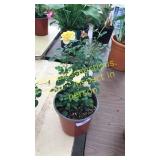 1 gallon orange rose