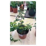 1 gallon orange rose