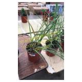 1 gallon lemon grasses