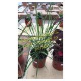 1 gallon lemon grass